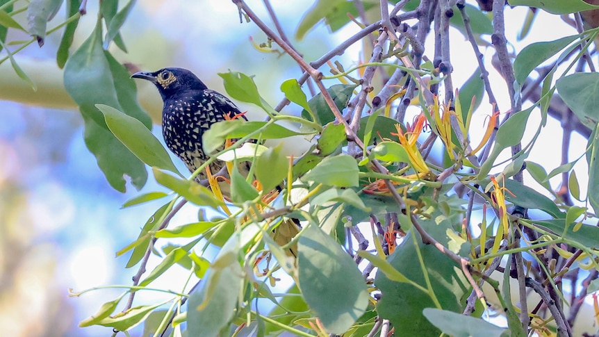 A medium size, black, white and yellow bird sits among a native flowering tree.