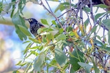 A medium size, black, white and yellow bird sits among a native flowering tree.