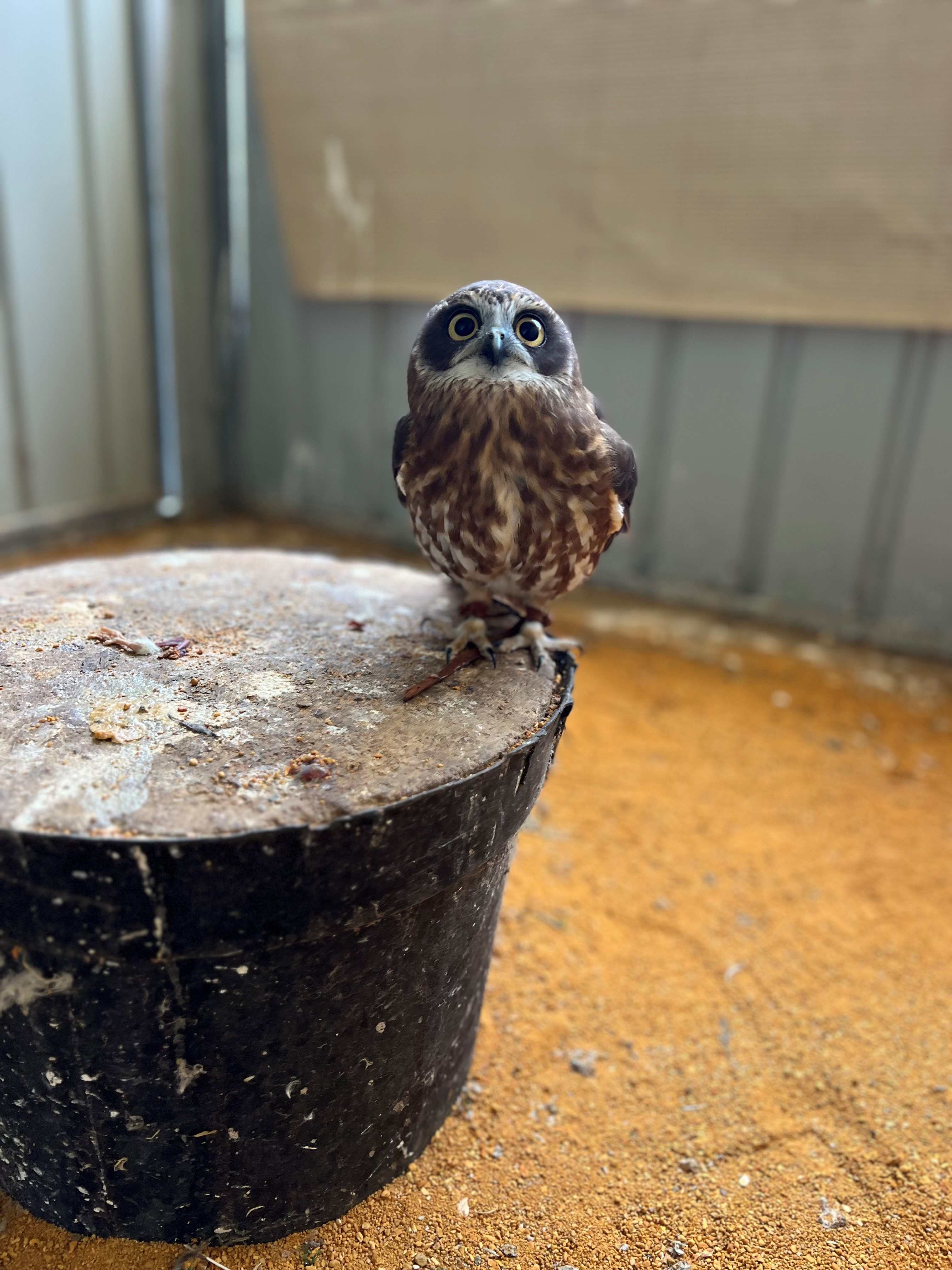 an owl rests on a log in an aviary