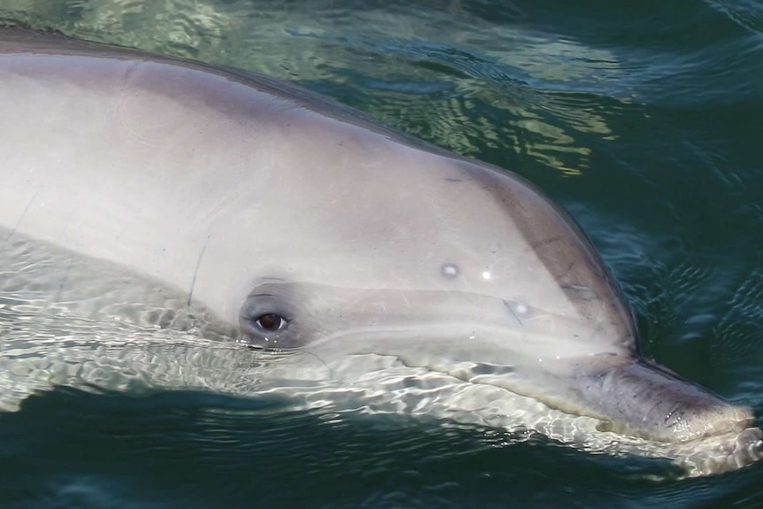 Close up of dolphin in water, face and eye looking at camera