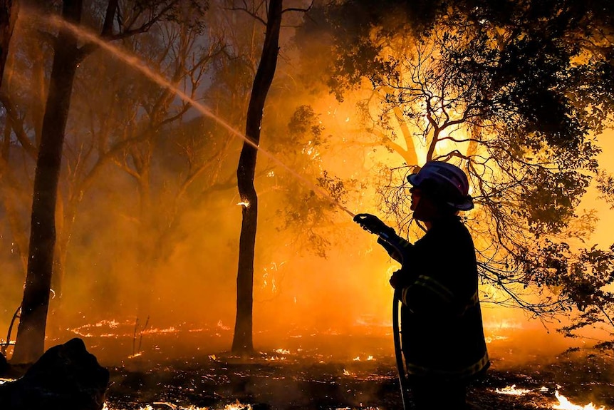 A firefighter fights a blaze at Yanchep.