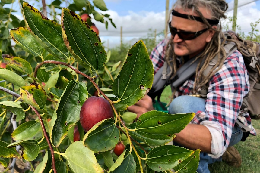 Jujube harvest