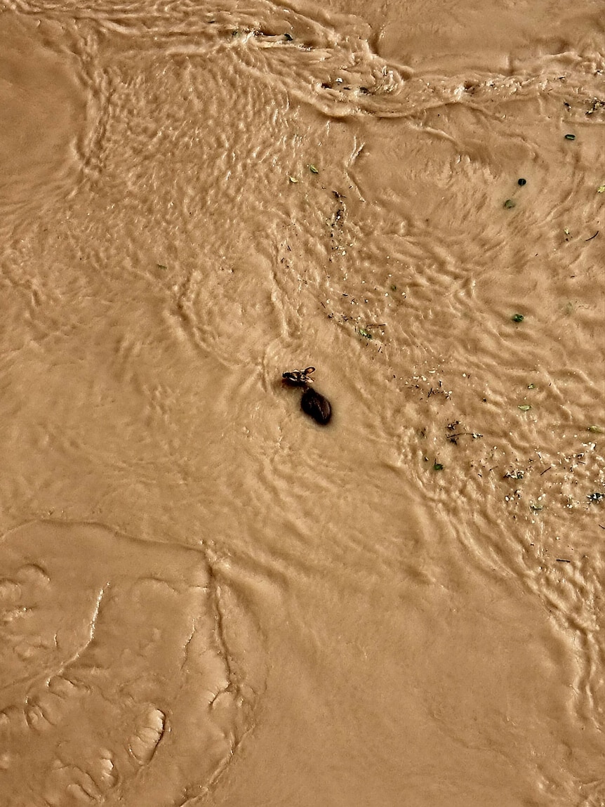 An aerial photo of an animal body floating in floodwater