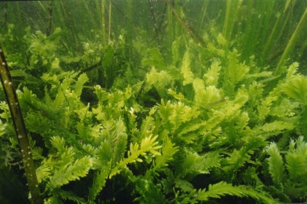 Seaweed in water.