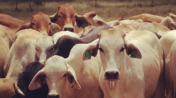 Asian markets may rescue drought stricken graziers