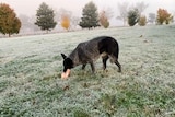 Dog with something in its mouth in frosty Texas.