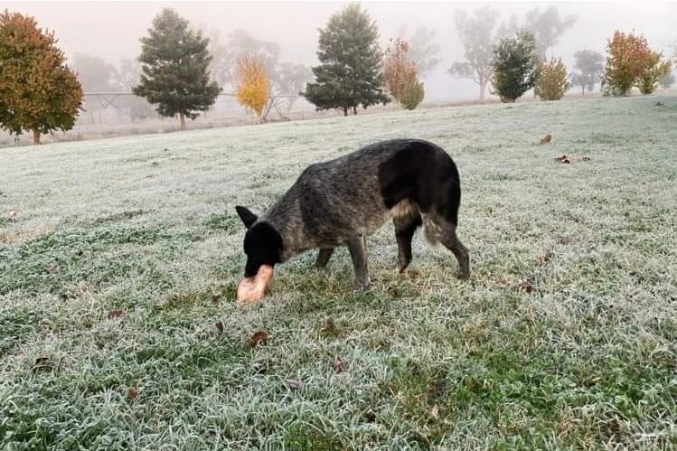 Dog with something in its mouth in frosty Texas.