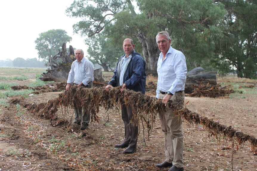 Three men stand behind a rural fence covered in leaf debris washed up by floodwater. In the background are large trees.