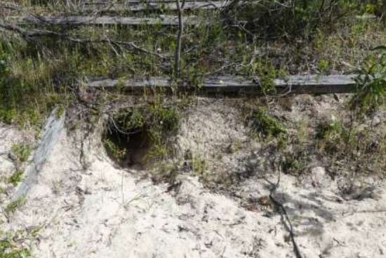 A hole among bushes and sand