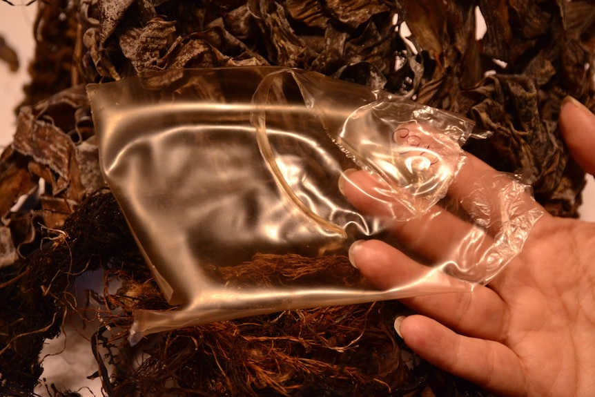 A hand holds a see-through film with seaweed in the background.