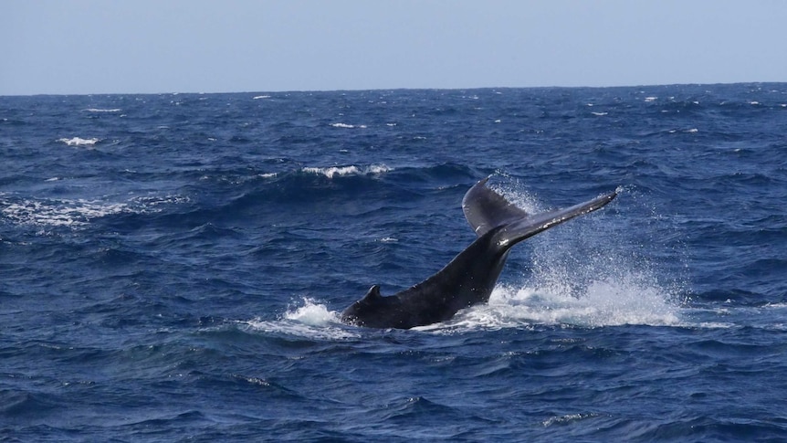 A humpback whale flicks its tail and back out of the ocean.