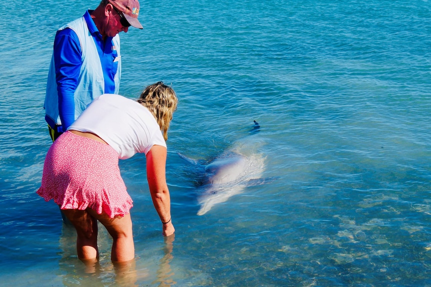 woman handfeeding a dolphin inshore at a beach.