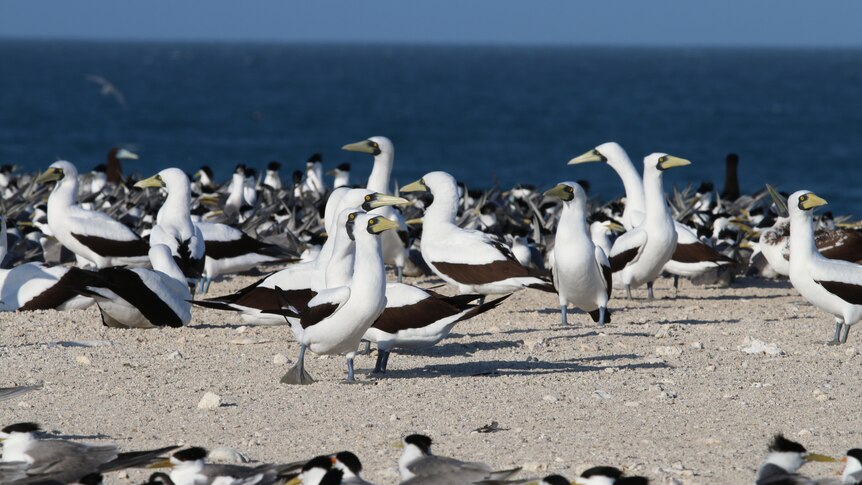 Masked boobies and crested terns on Bedout Island prior to Cyclone Ilsa hitting