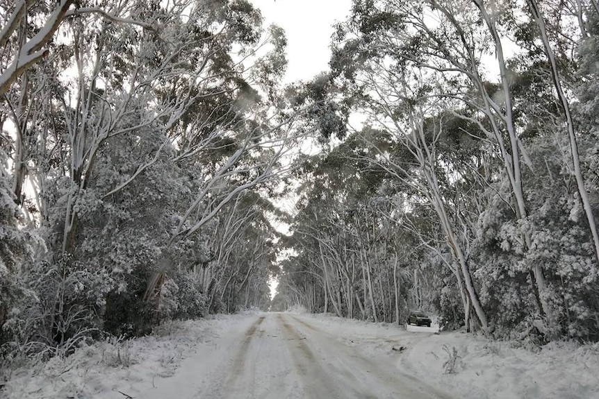 A treelined road covered in snow.