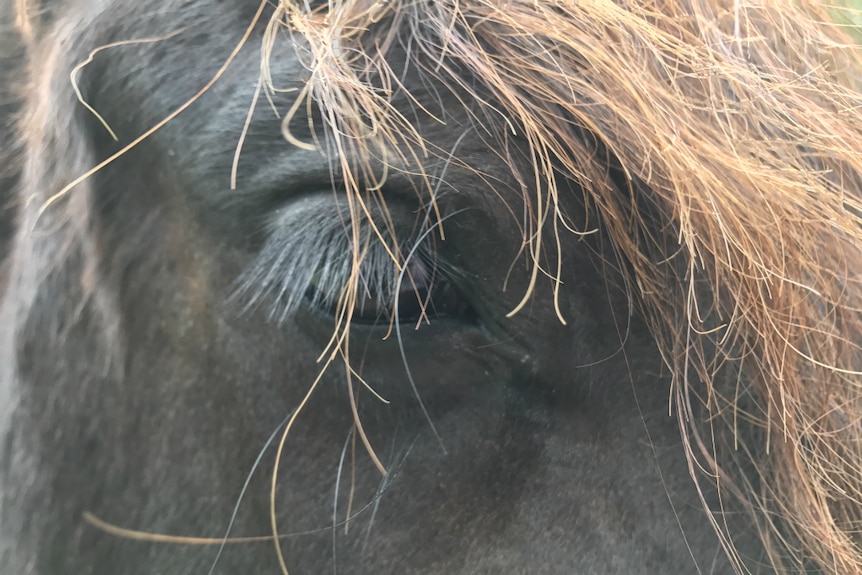 Arty close up of Reijker the horse's eye with his eyelashes and mane.