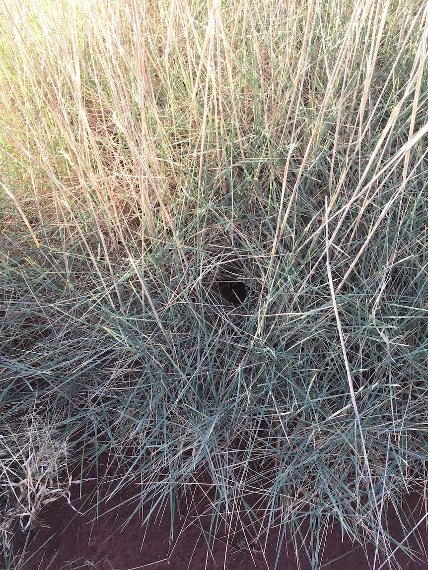 A small hole desert grass, a nest for the night parrot. 