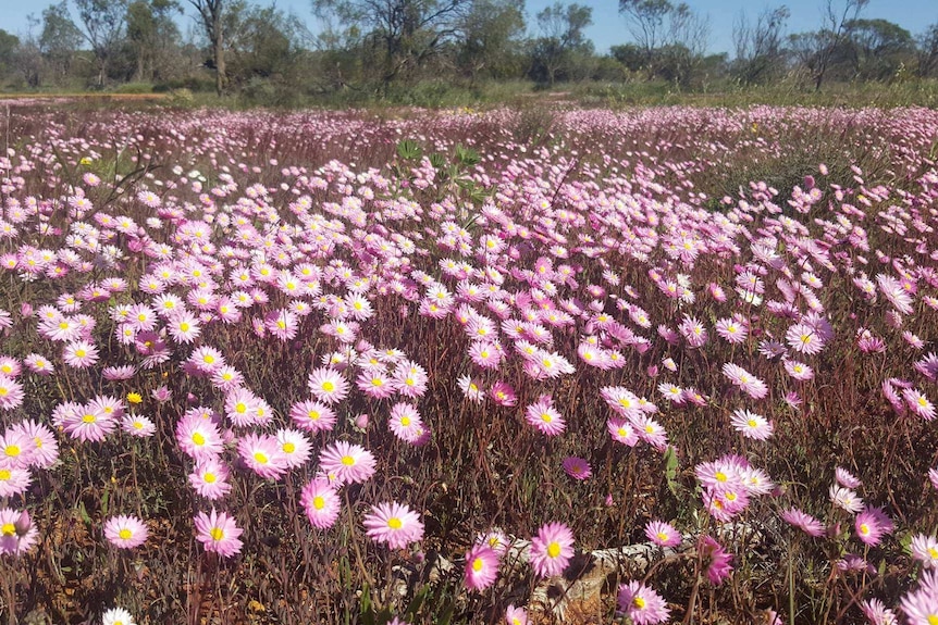 More wildflowers