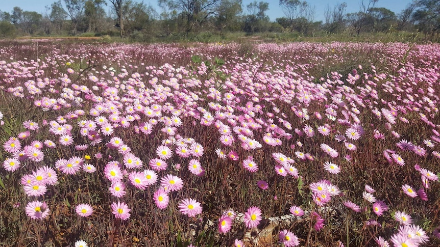 More wildflowers