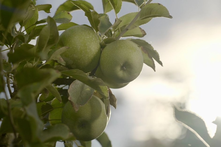 Two Granny Smith apples growing on a tree in an orchard.