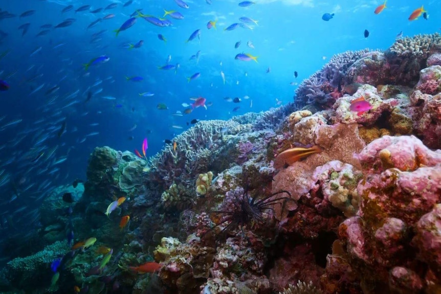 Brightly coloured fish swim above a reef.