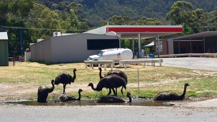 A group of seven emus lie in and walk through a puddle of water on the side of a road in Halls Gap.