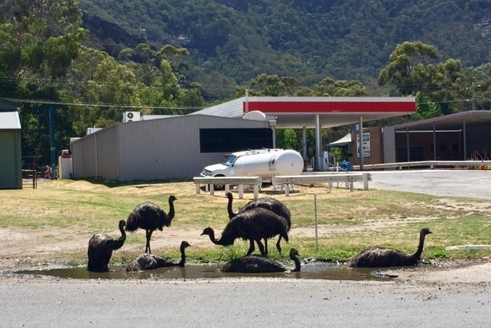 A group of seven emus lie in and walk through a puddle of water on the side of a road in Halls Gap.