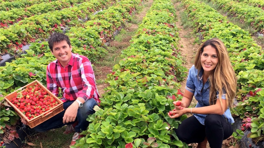 Ruth and Matt Gallace, owners of Matilda fruit, in a paddock of strawberries on the Mornington Peninsula.