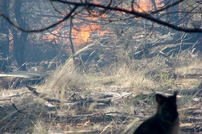 Bushfire with wallaby in foreground Tasmania, January 11 2008