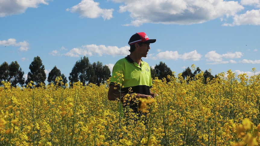 Man walking through canola flowers