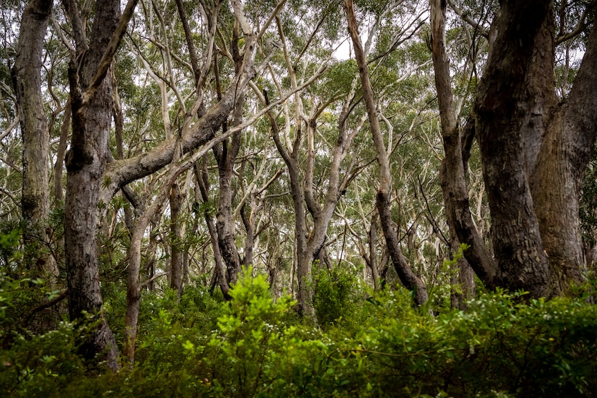 Hawks Nest bushland