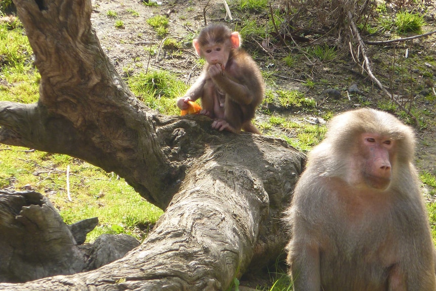Baby baboon Juju and her mother, Huddo.