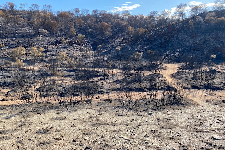 Burnt scrub in a desert landscape.