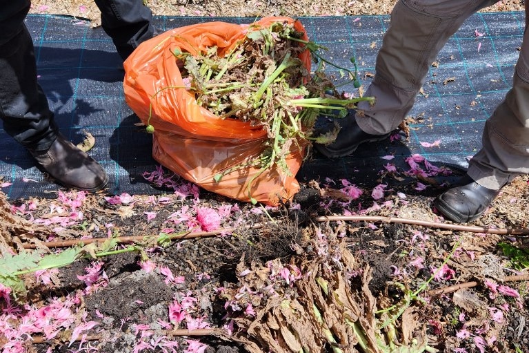 A decimated poppy plant