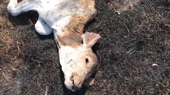 a dead calf that looks burned