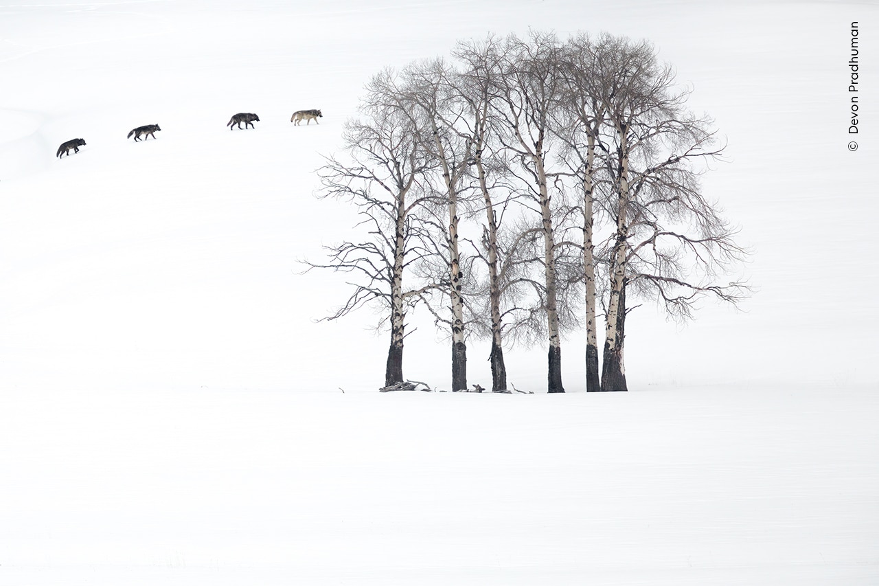 Four grey wolves cross a minimalist landscape of naked aspens and snow 