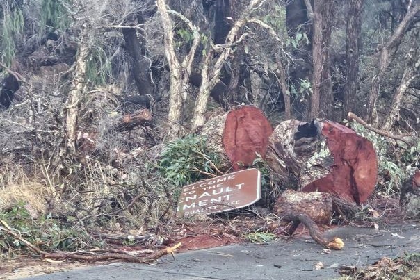 a road sign damaged next to a tree