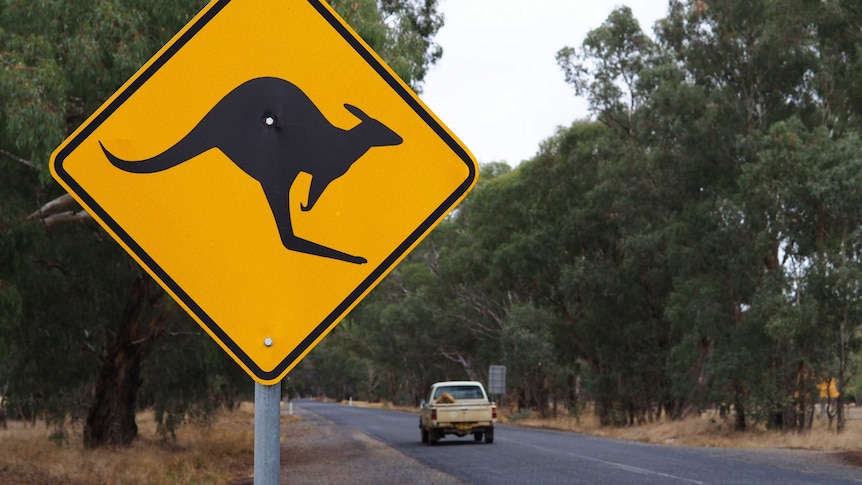 A road with a kangaroo sign
