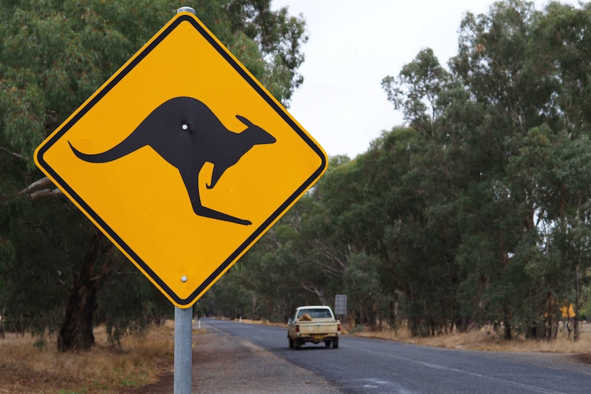 A road with a kangaroo sign.