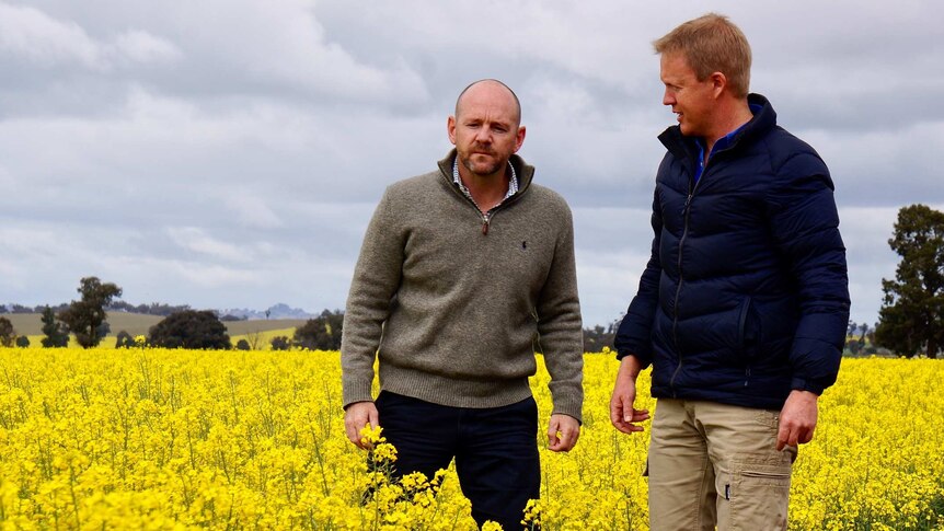 NSW primary industries minister Niall Blair with agronomist Colin McMaster inspecting a canola crop.
