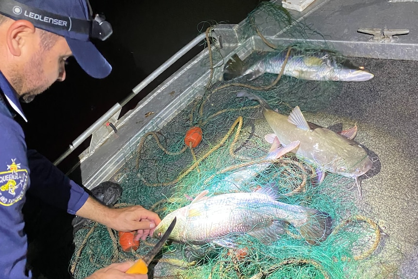 A DAF observers assesses gill net catch