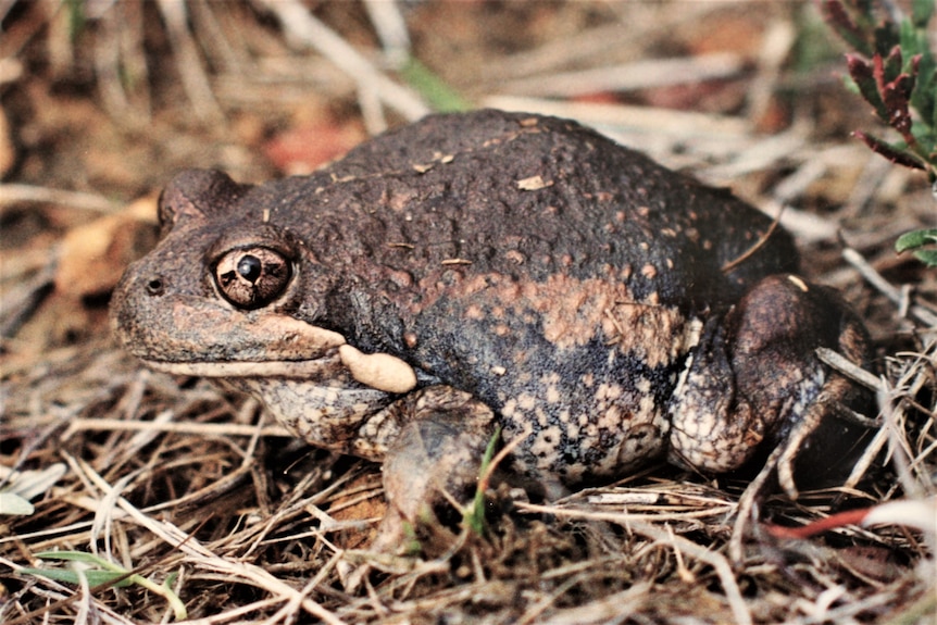 A stocky brown frog with short legs.
