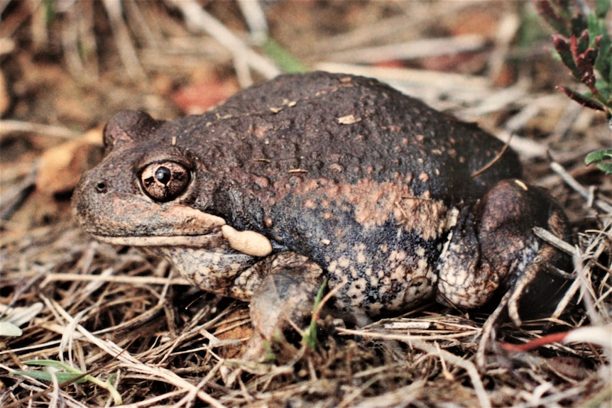 A short, stubby brown frog