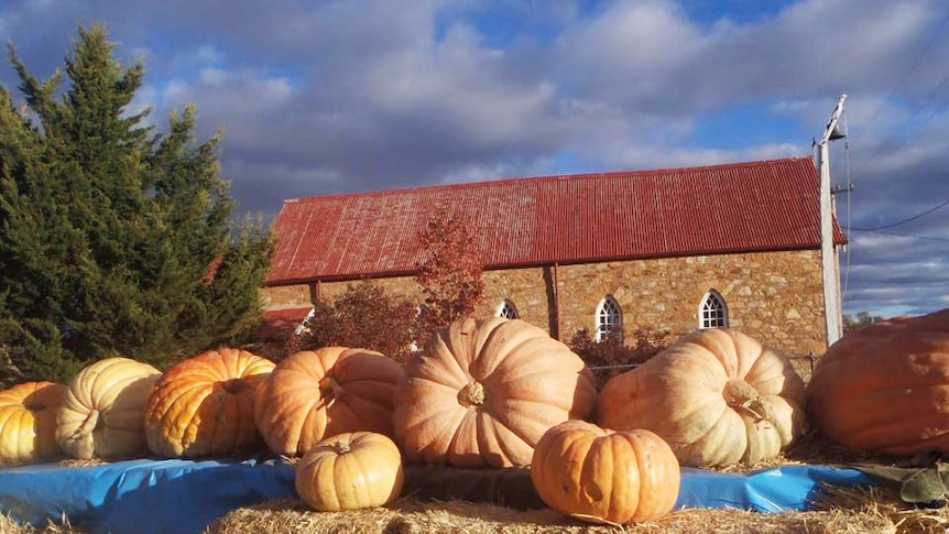 Giant pumpkins at the Collector Pumpkin Festival