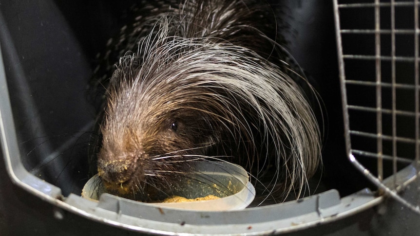 A porcupine like creature with long hair rests his head on what appears to be a bowl of feed.