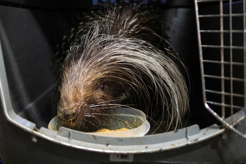 A porcupine like creature with long hair rests his head on what appears to be a bowl of feed.