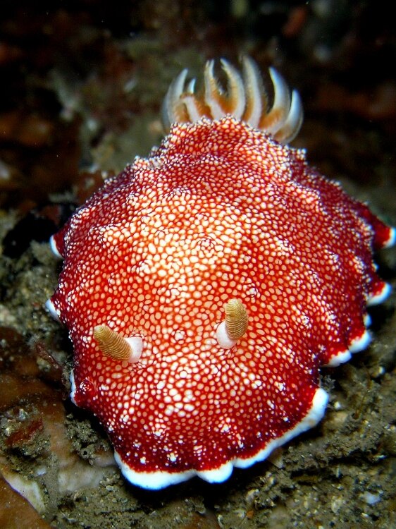 Chromodoris reticulata sea slug