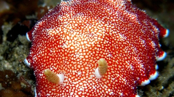 Chromodoris reticulata sea slug