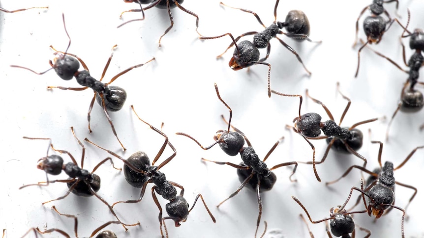 A close-up image of 14 black ants on a white wall