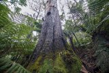 Big tree in the Kuark Forest
