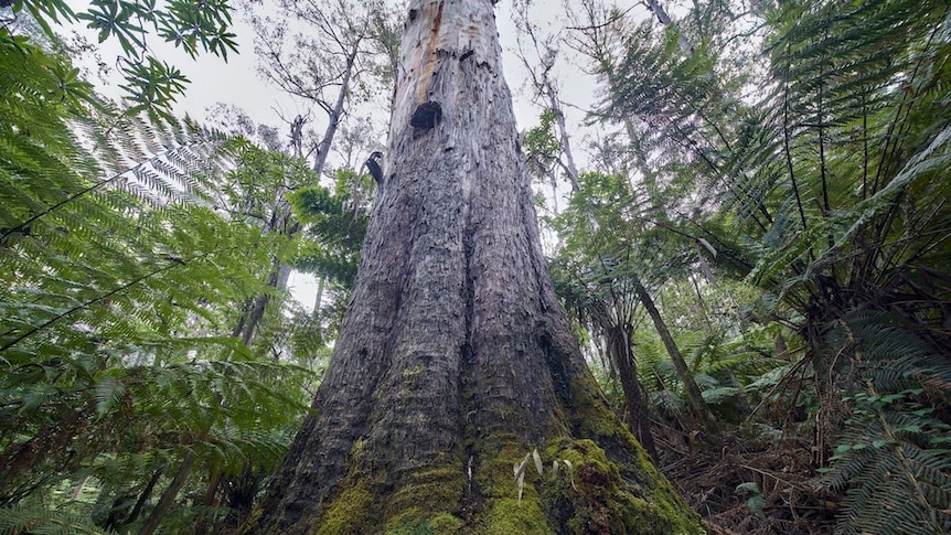 Big tree in the Kuark Forest